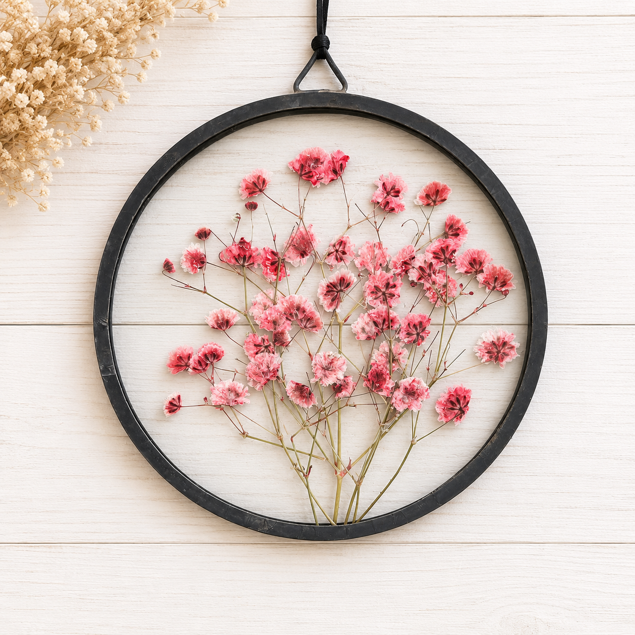 Gypsophilia Rosa 12