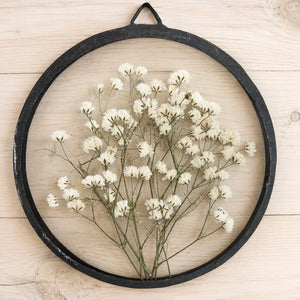 Gypsophilia 12