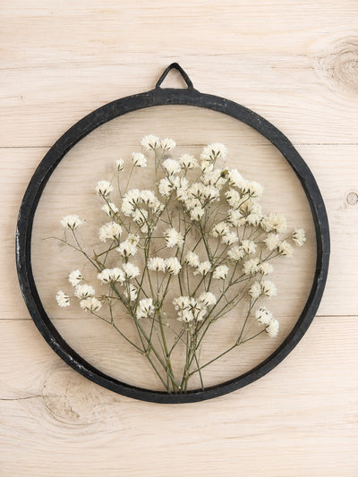 Gypsophilia 12