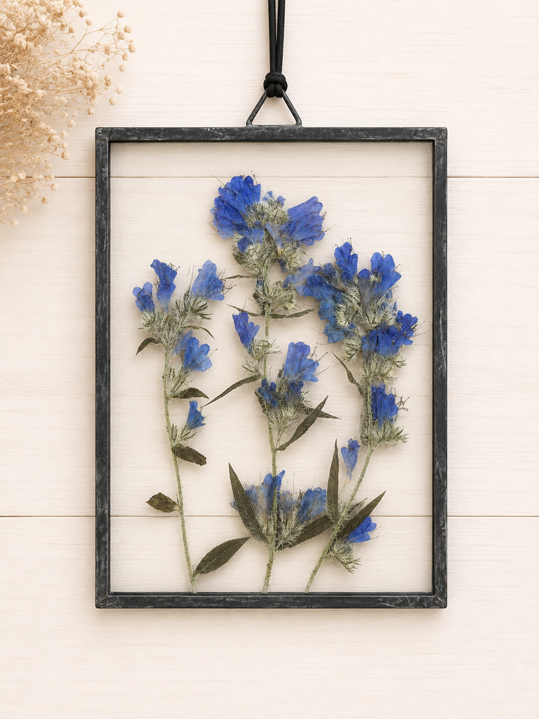 Phacelia Sericea