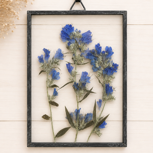 Phacelia Sericea