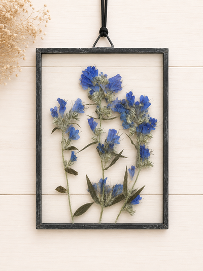 Phacelia Sericea