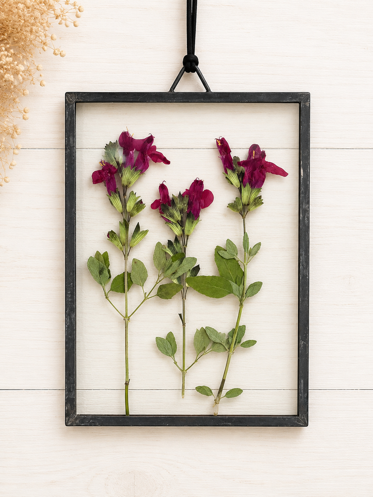 Salvia Roja