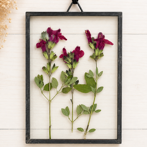 Salvia Roja