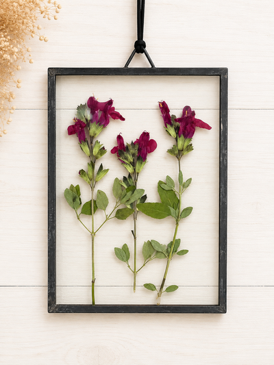 Salvia Roja