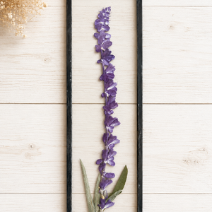 Salvia Leucantha