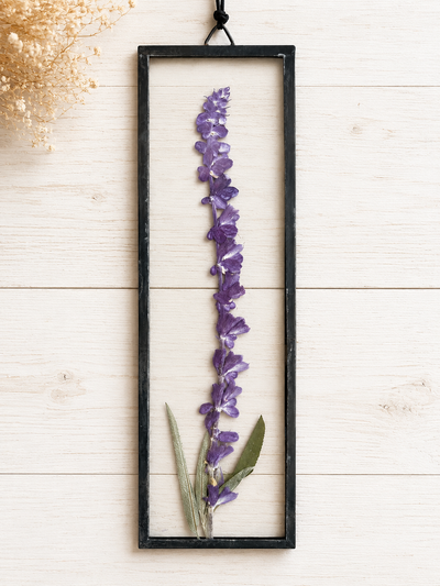 Salvia Leucantha
