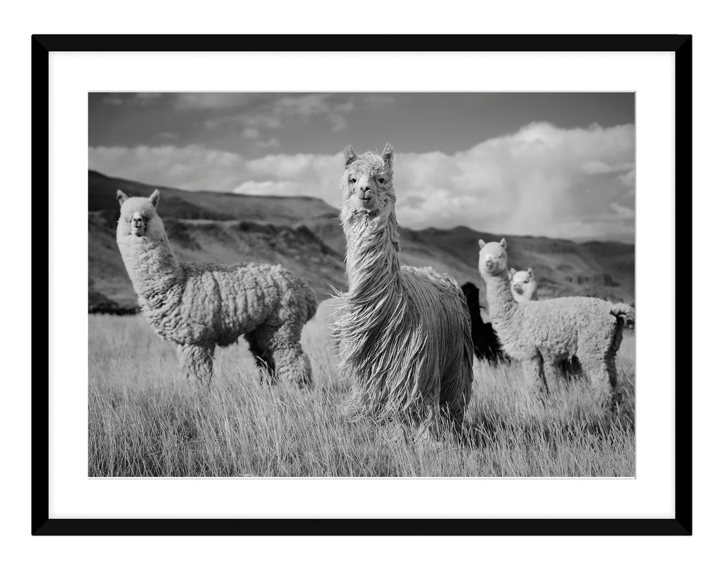 Llamas