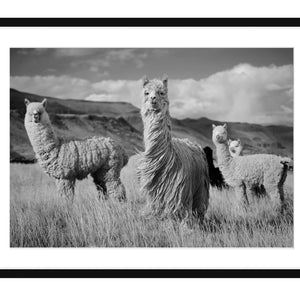Llamas