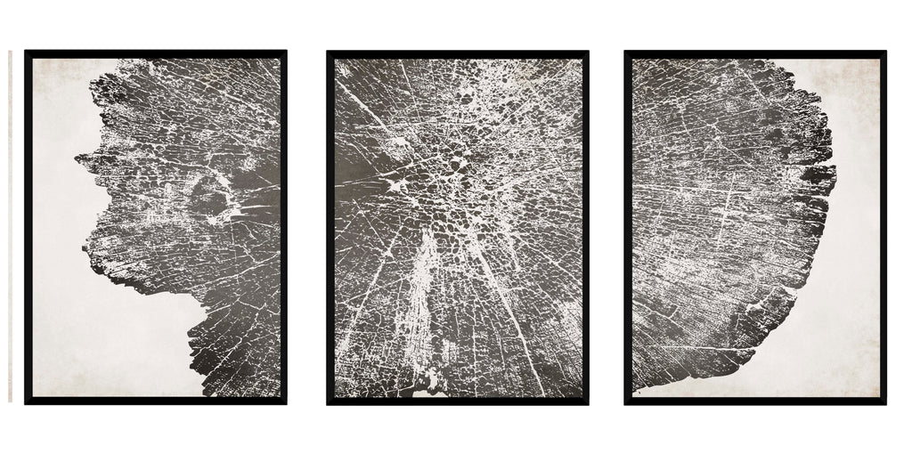 Triptico Tronco Gris