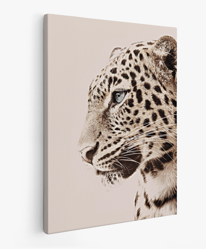 Leopardo Photo