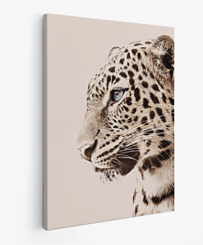 Leopardo Photo
