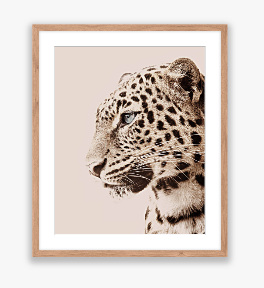 Leopardo Photo
