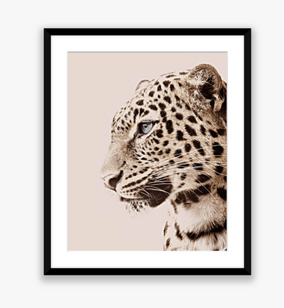 Leopardo Photo