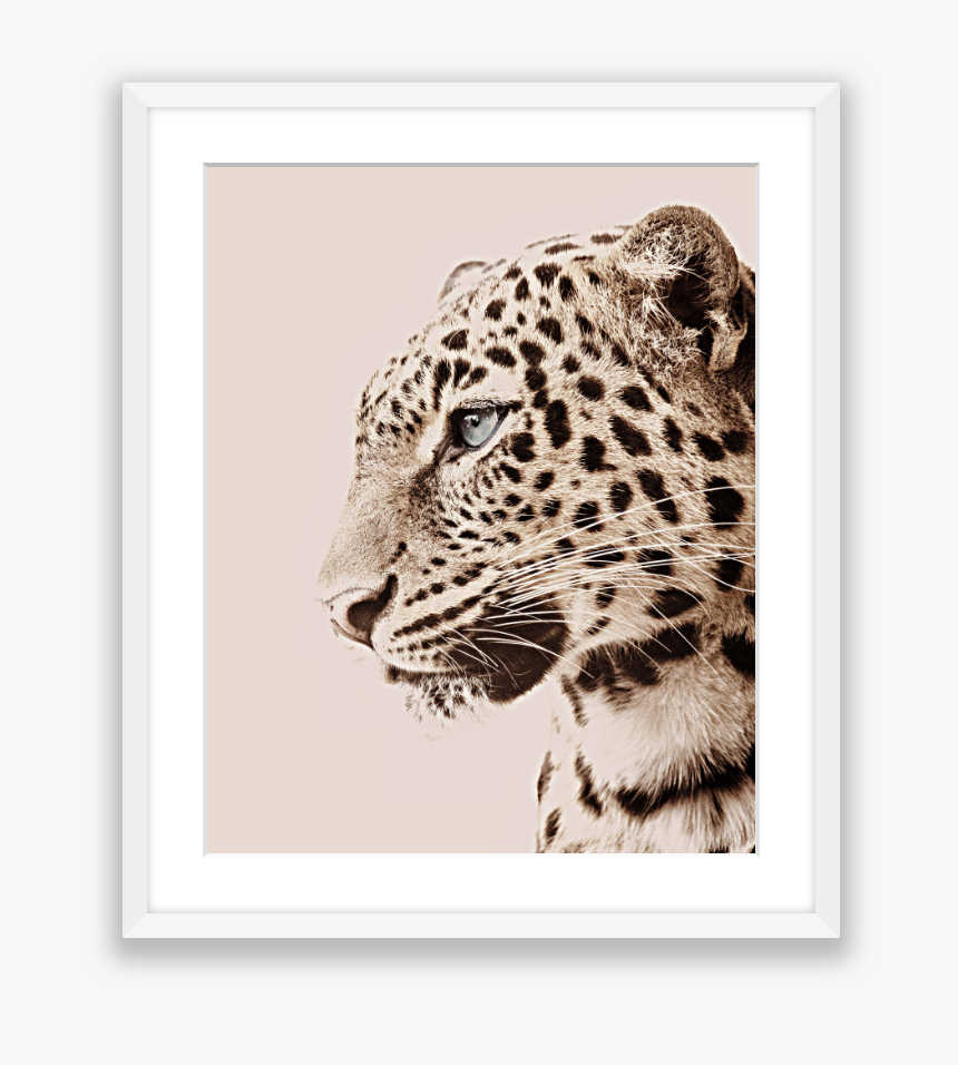Leopardo Photo