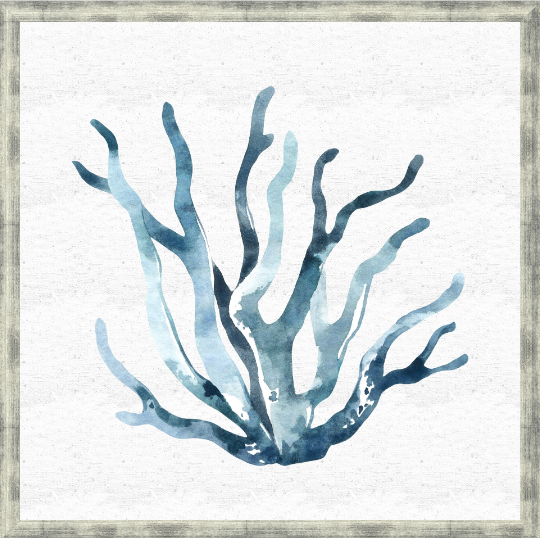 Alga Marina