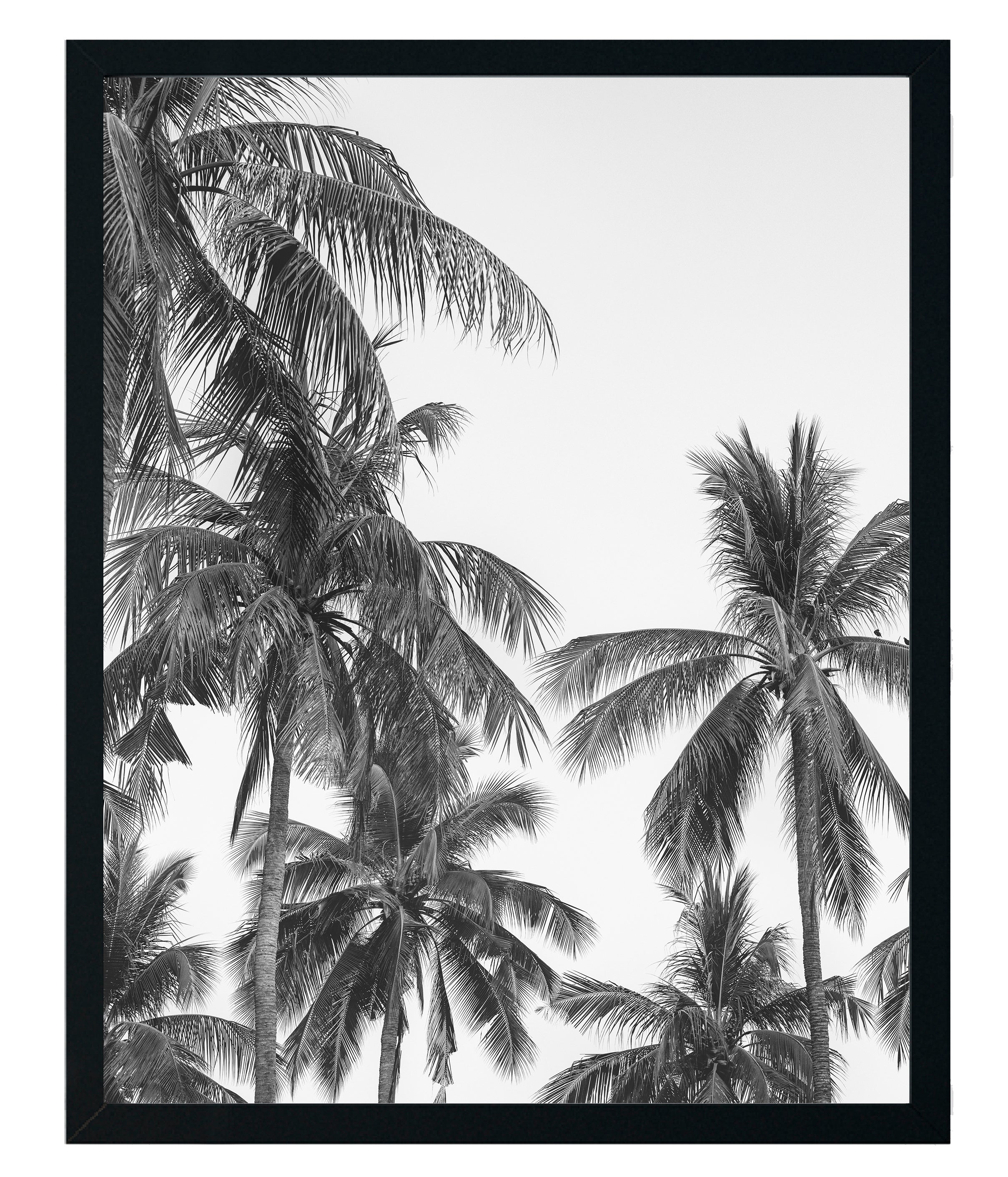 Palmera Blanco y Negro
