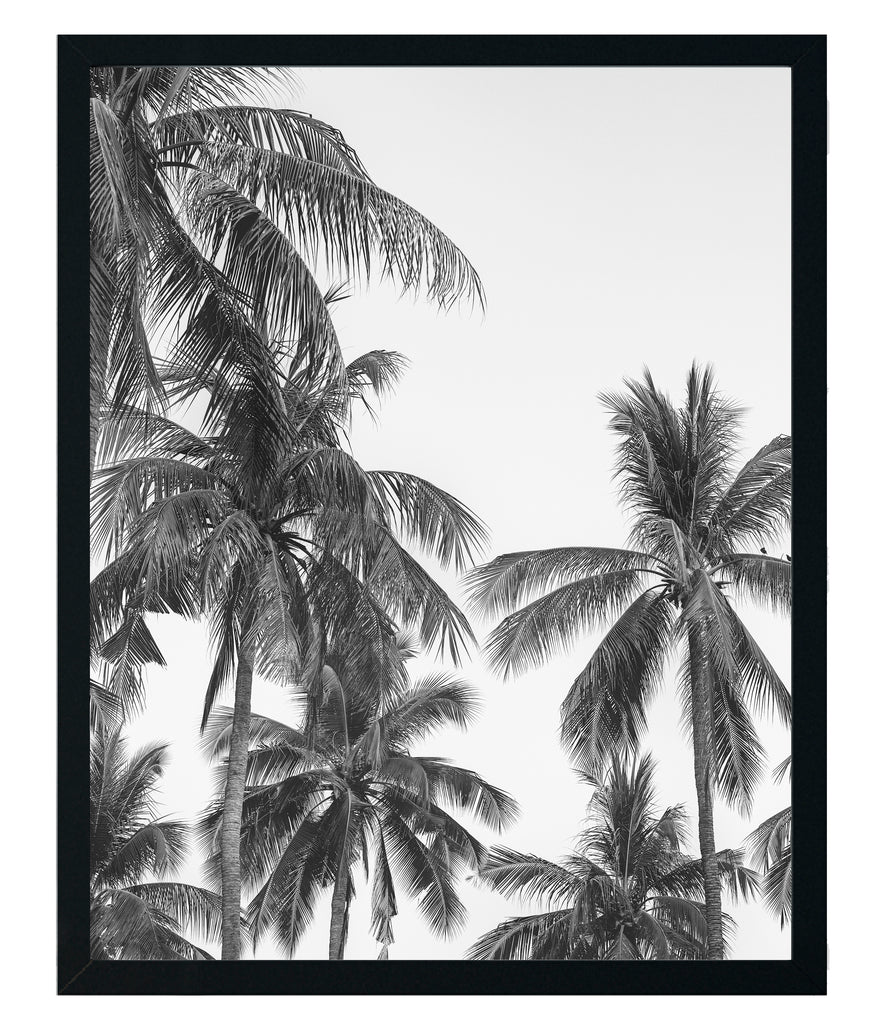 Palmera Blanco y Negro