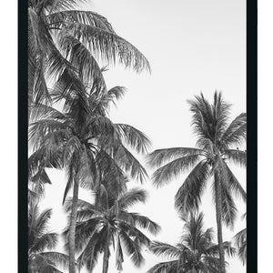 Palmera Blanco y Negro