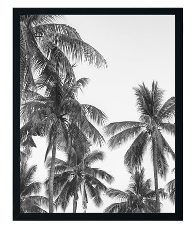 Palmera Blanco y Negro