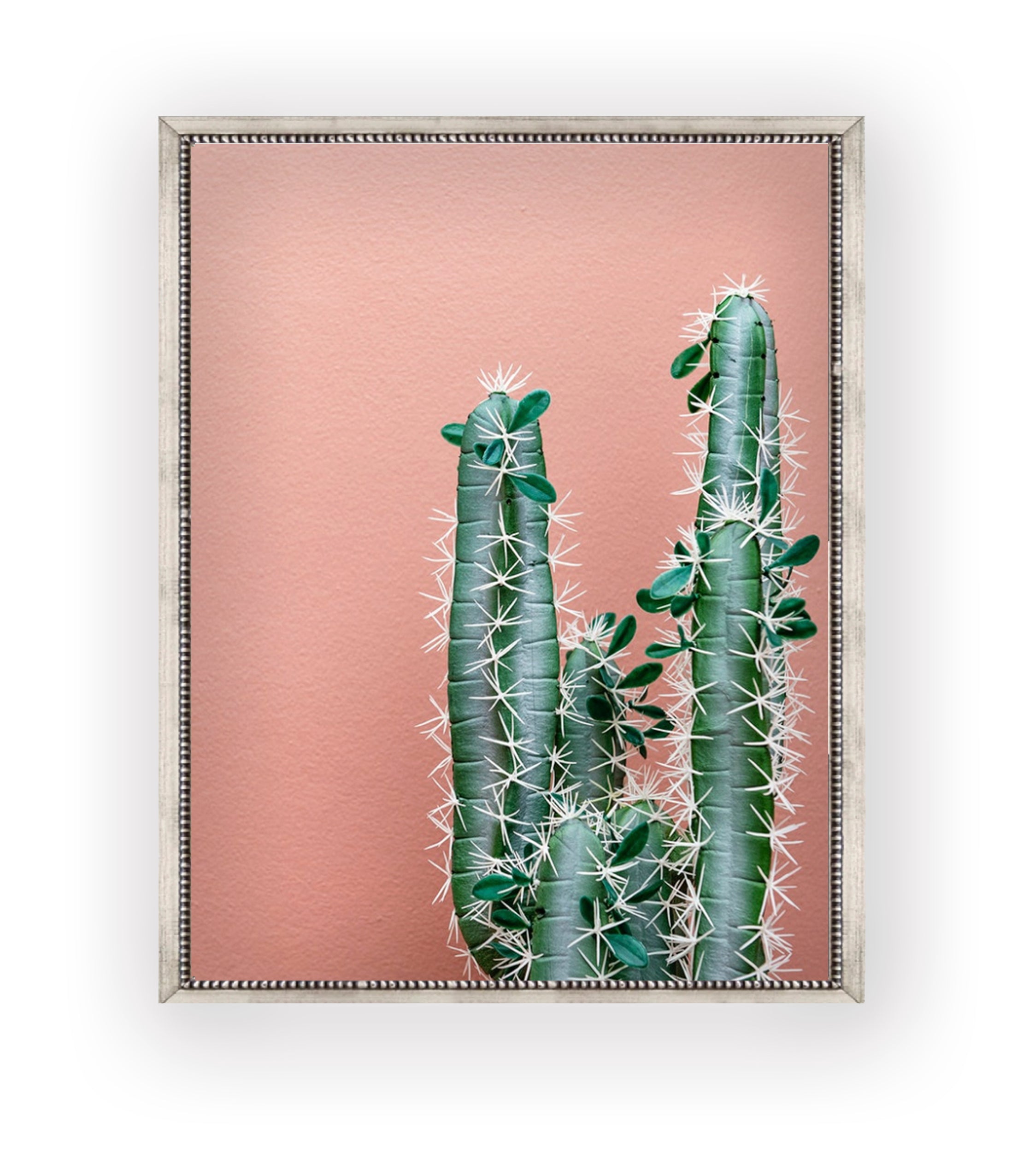 Cactus Rosa