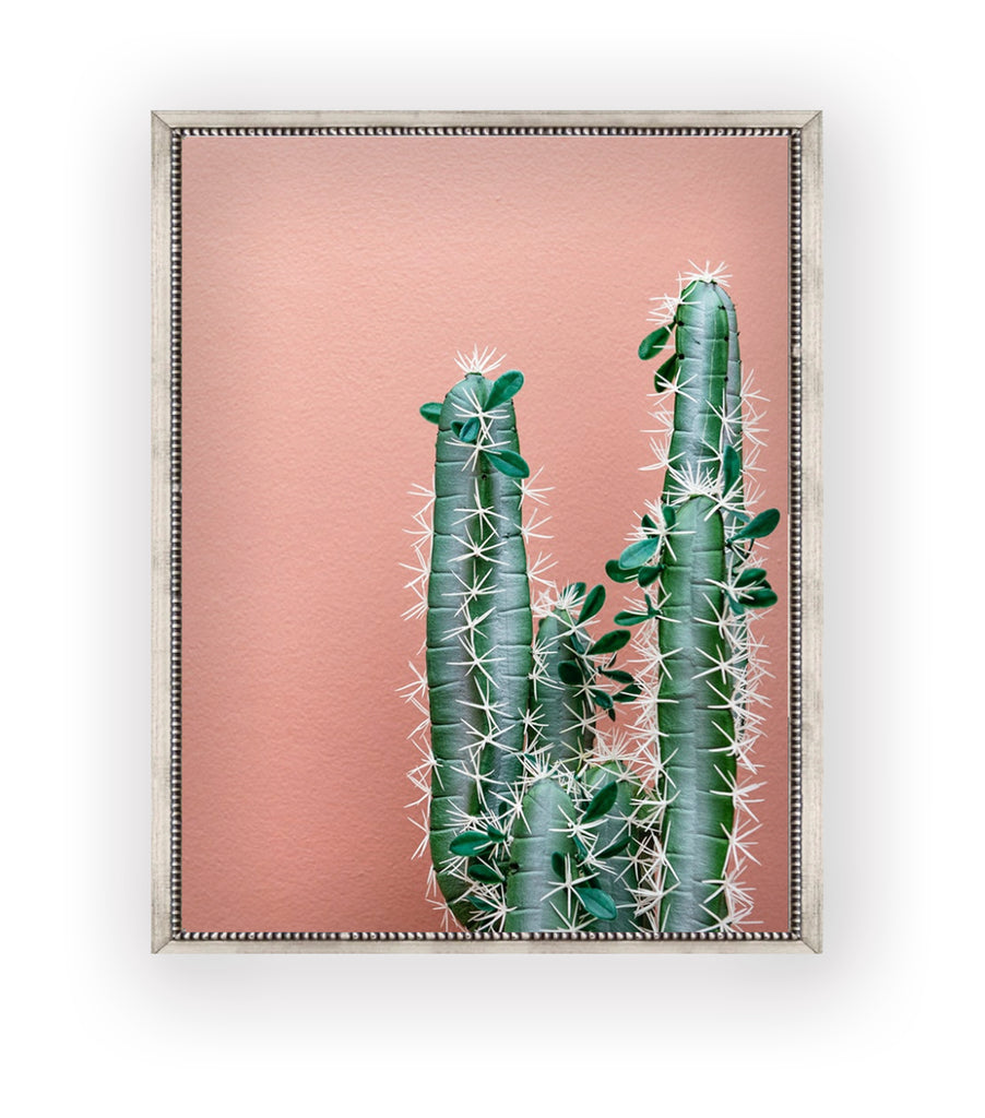 Cactus Rosa