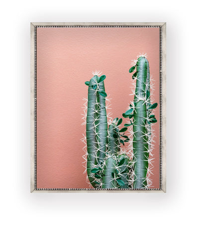 Cactus Rosa