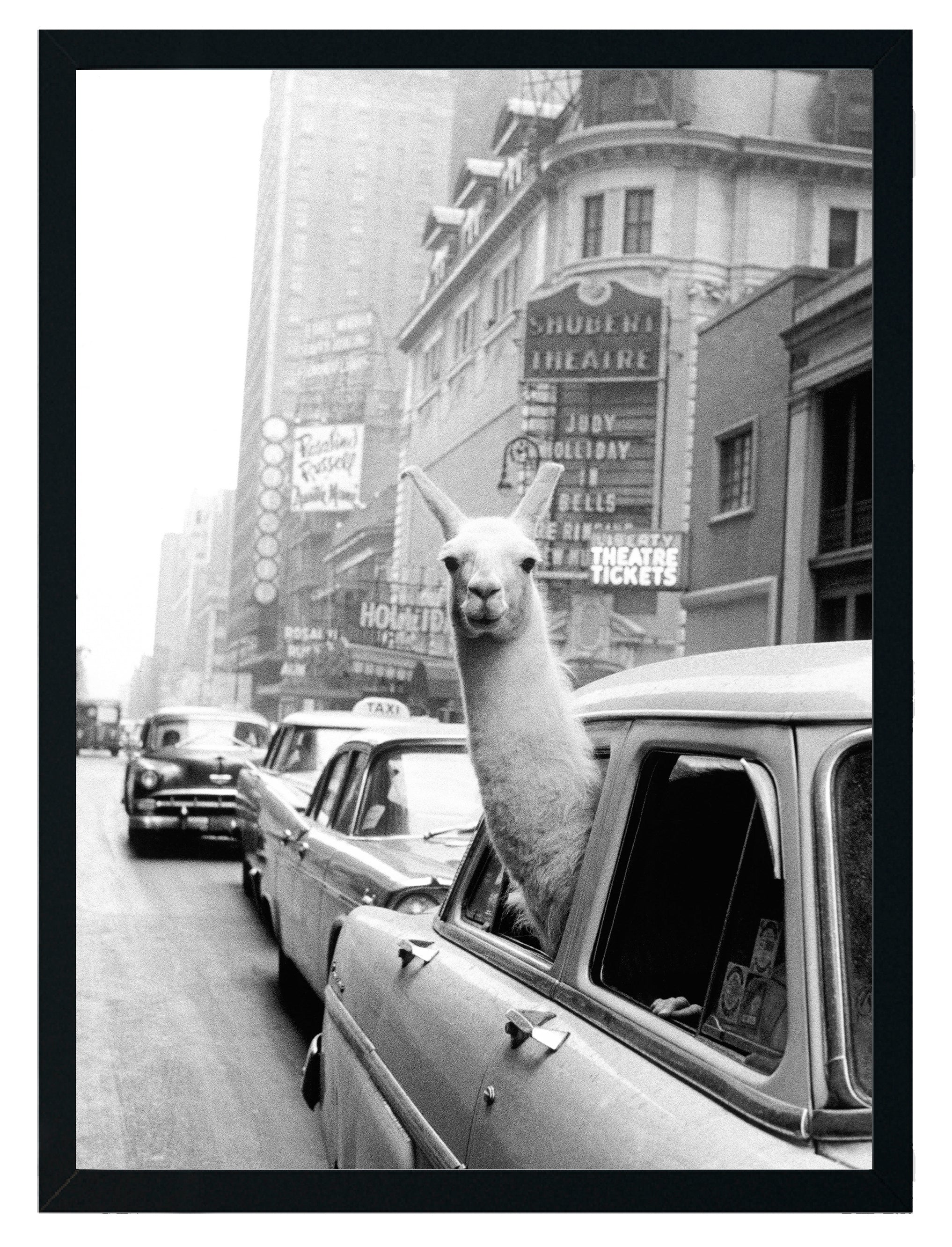Taxi Llama