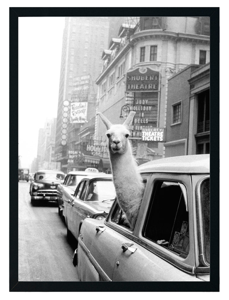 Taxi Llama