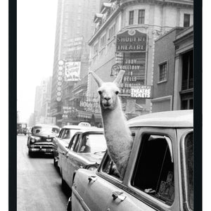 Taxi Llama