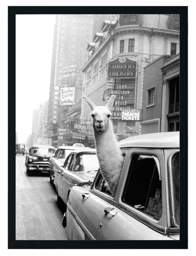 Taxi Llama