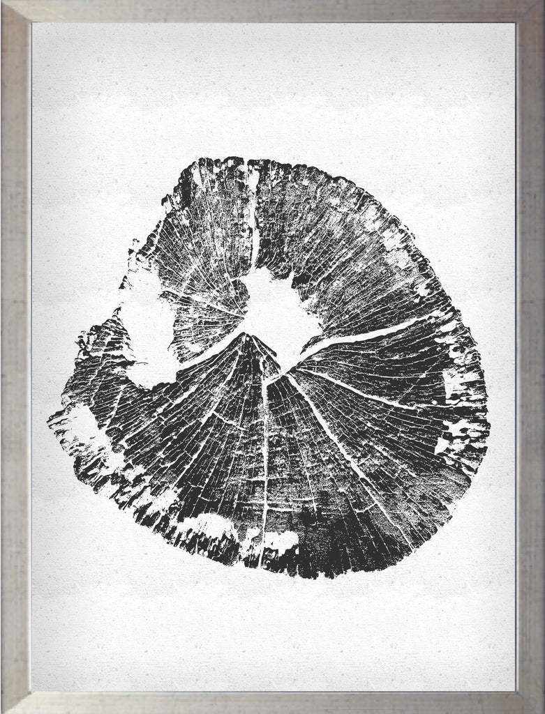 Tronco Fondo Blanco II