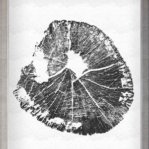 Tronco Fondo Blanco II