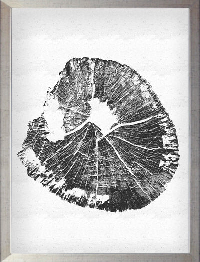 Tronco Fondo Blanco II